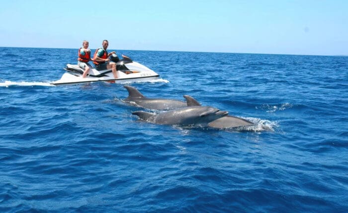people on a jet ski looking at dolphins