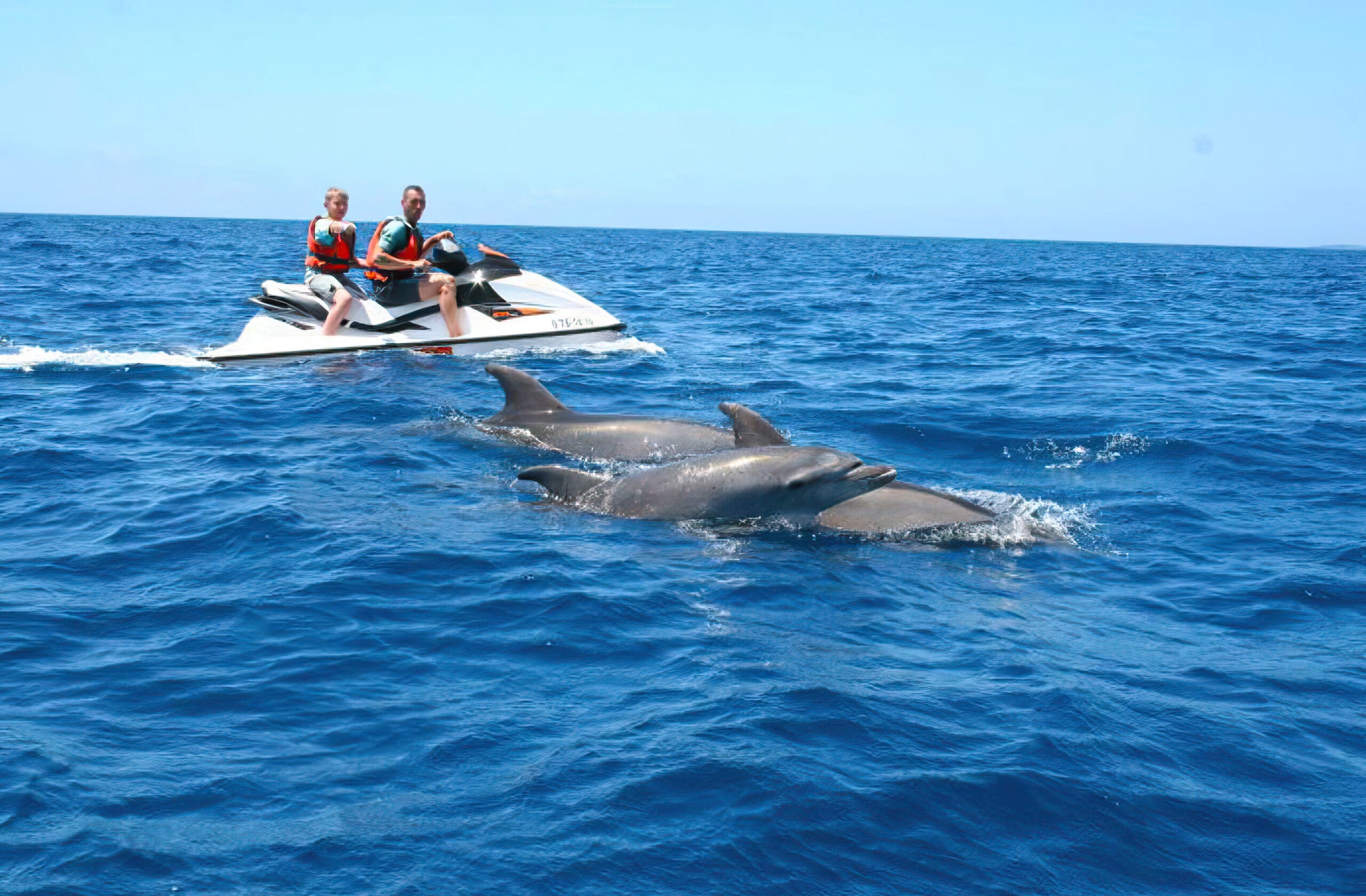 people on a jet ski looking at dolphins