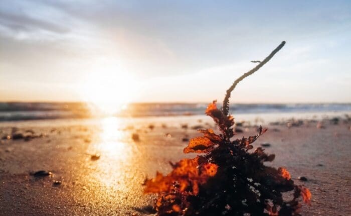 golden sunset at the beach with autumn leaves